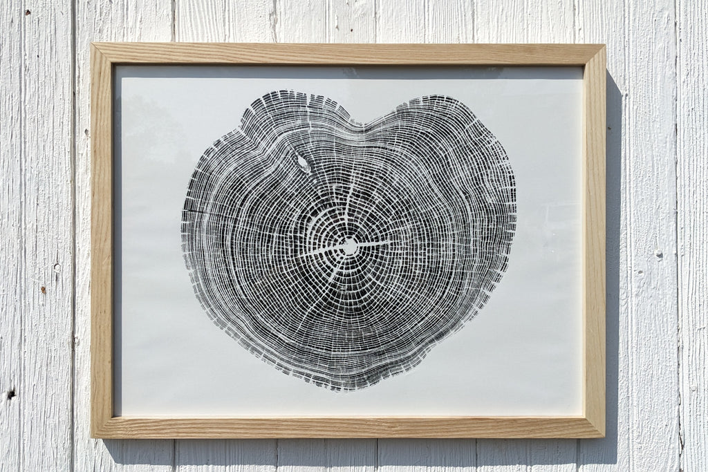 Framed Tree Ring Print